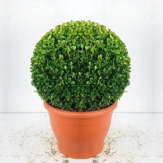 Самшит мелколистный "Фолкнер" Buxus microphylla 'Faulkner'