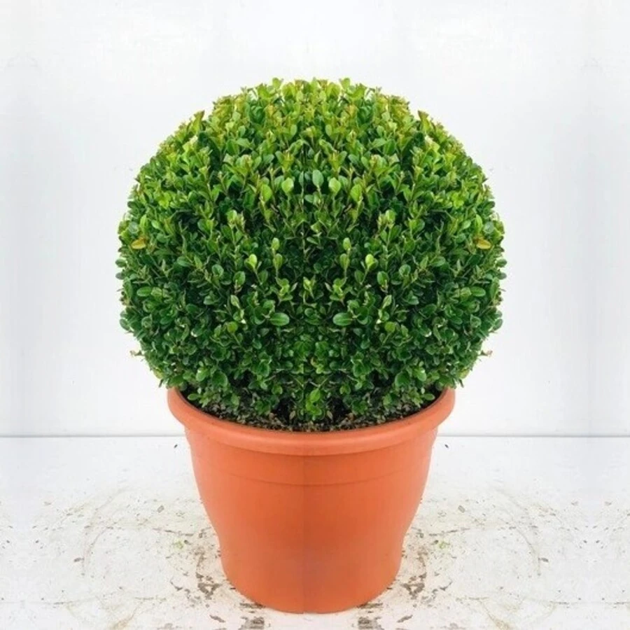 Самшит мелколистный "Фолкнер" Buxus microphylla 'Faulkner'