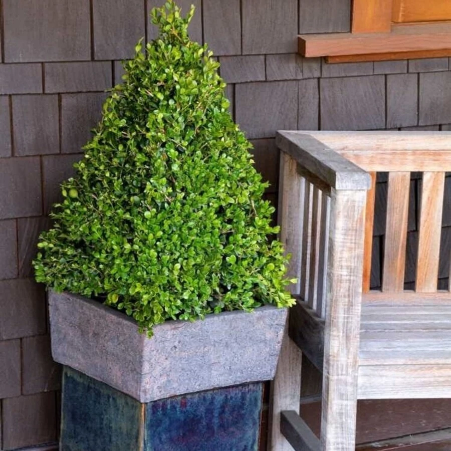 Самшит в форме пирамиды (египетской) Buxus egyptian pyramid