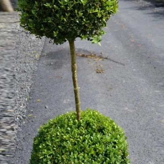 Самшит в форме двух шаров Buxus duoball