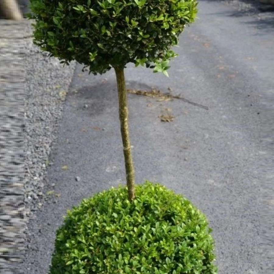 Самшит в форме двух шаров Buxus duoball