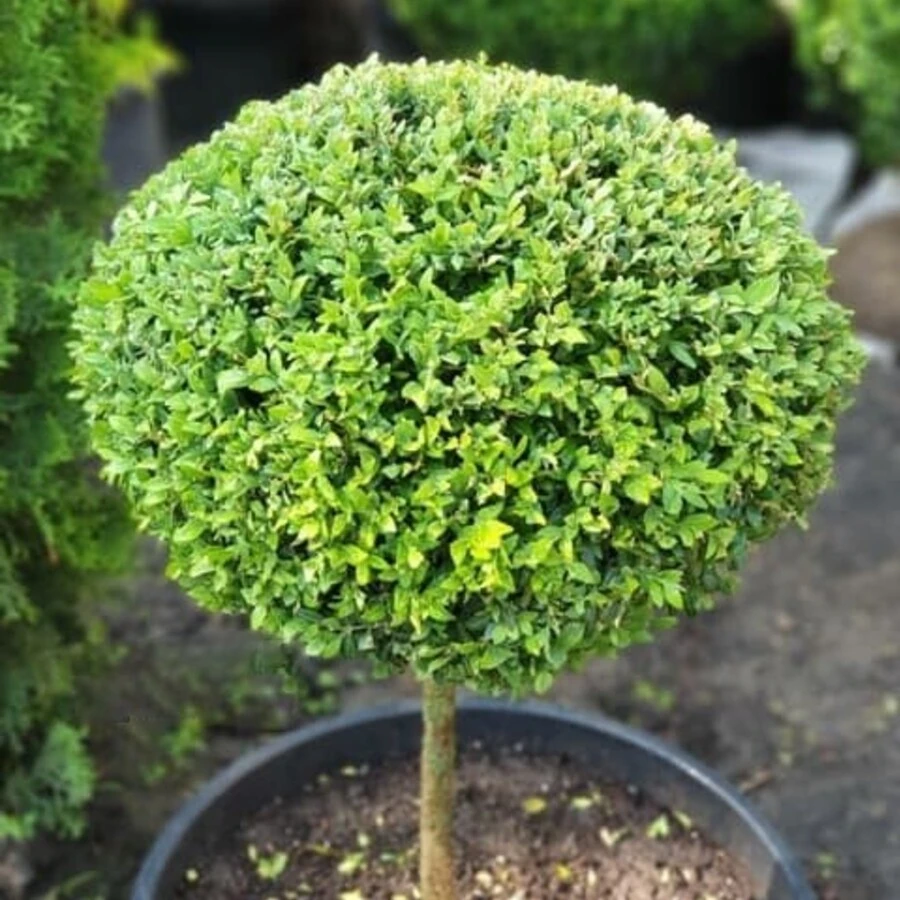 Самшит шар на штамбе Buxus ball on stem