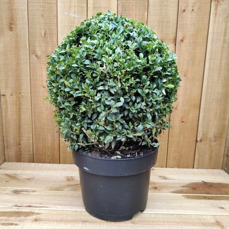 Самшит шар Buxus ball 
