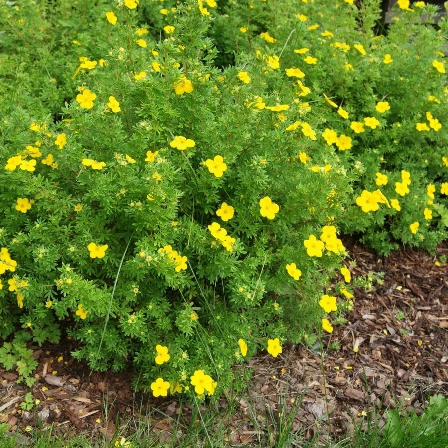 Лапчатка кустарниковая "Фридхем" Potentilla fruticosa 'Friedheim'