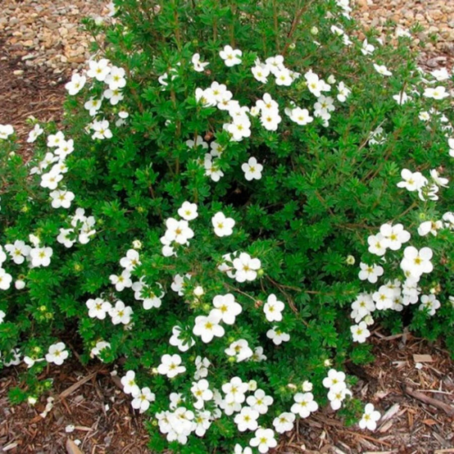Лапчатка кустарниковая "Сноуберд" Potentilla Fruticosa 'Snowbird'