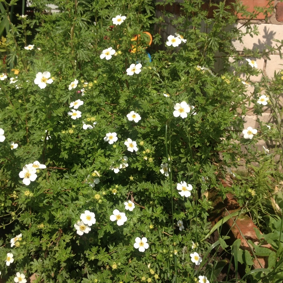 Лапчатка кустарниковая "Маунт Эверест" Potentilla fruticosa 'Mount Everest'