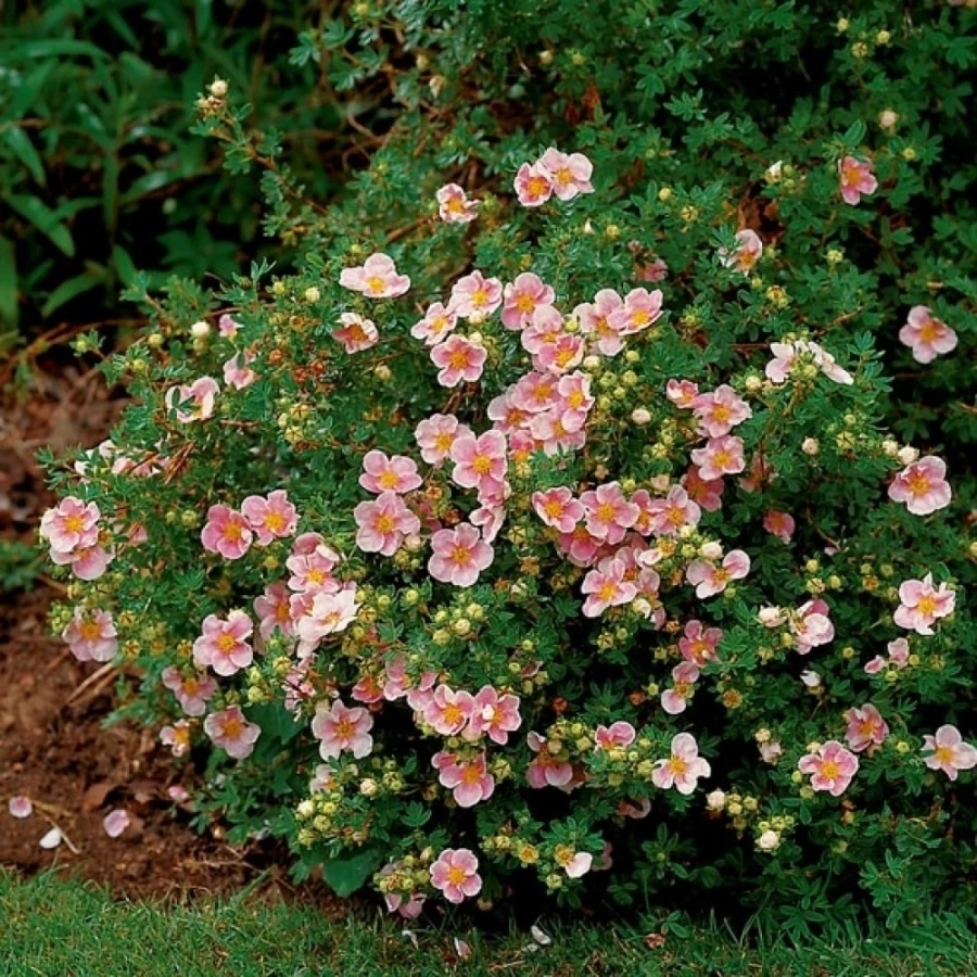 Лапчатка кустарниковая "Лавли Пинк" Protentilla futicosa 'Lovely Pink'