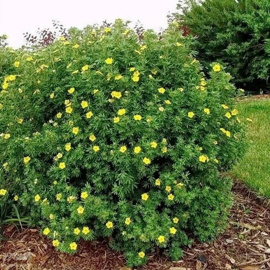 Лапчатка кустарниковая "Голдфингер" Potentilla fruticosa 'Goldfinger'
