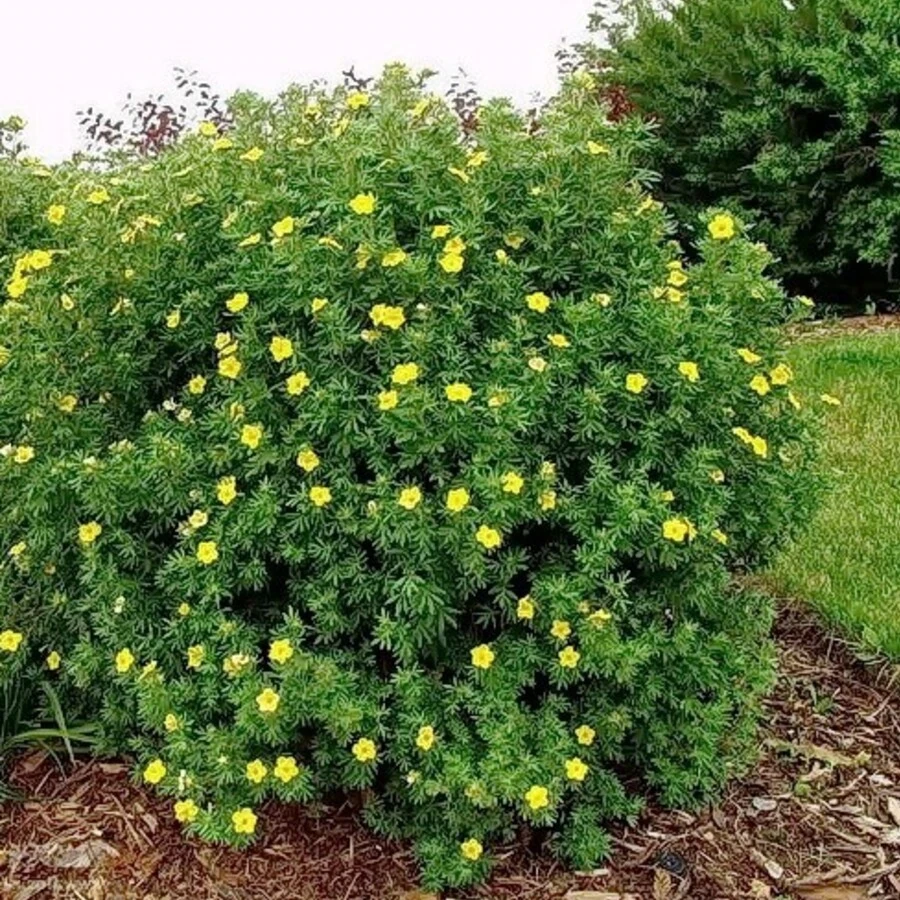 Лапчатка кустарниковая "Голдфингер" Potentilla fruticosa 'Goldfinger'