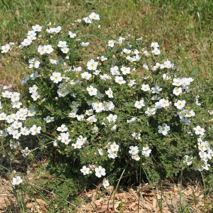 Лапчатка кустарниковая "Абботсвуд" Potentilla fruticosa 'Abbotswood'