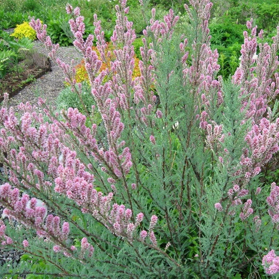 Мирикария лисохвостниковая Myricaria alopecuroides