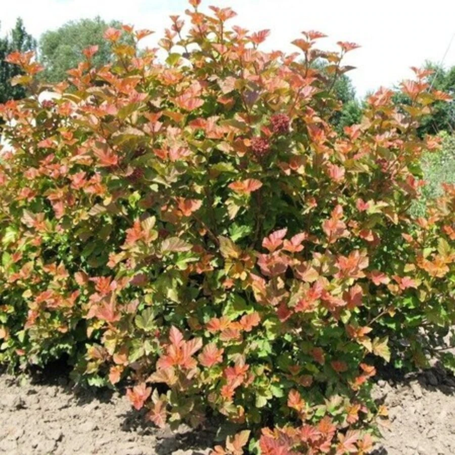 Пузыреплодник калинолистный "Эмбер Джубили" Physocarpus opulifolius 'Amber Jubilee'