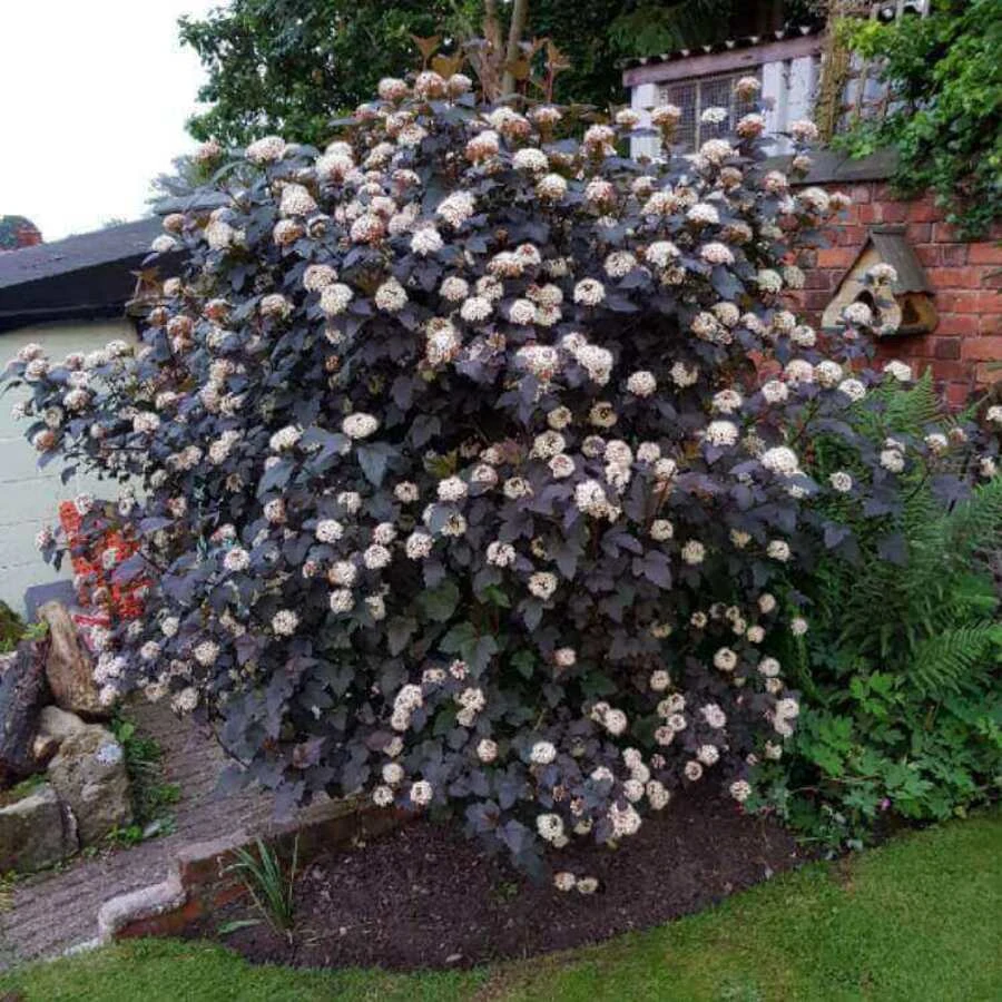Пузыреплодник калинолистный "Саммер Вайн" Physocarpus opulifolius 'Summer Wine'