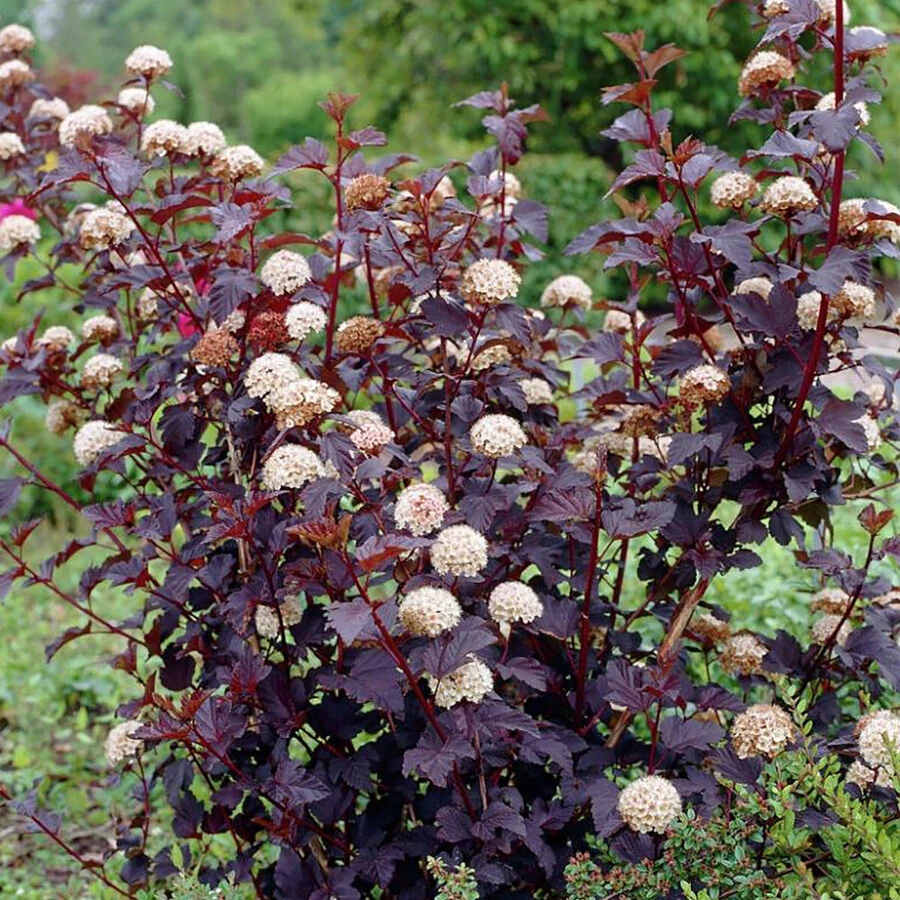 Пузыреплодник калинолистный "Ред Барон" Physocarpus opulifolius 'Red Baron'