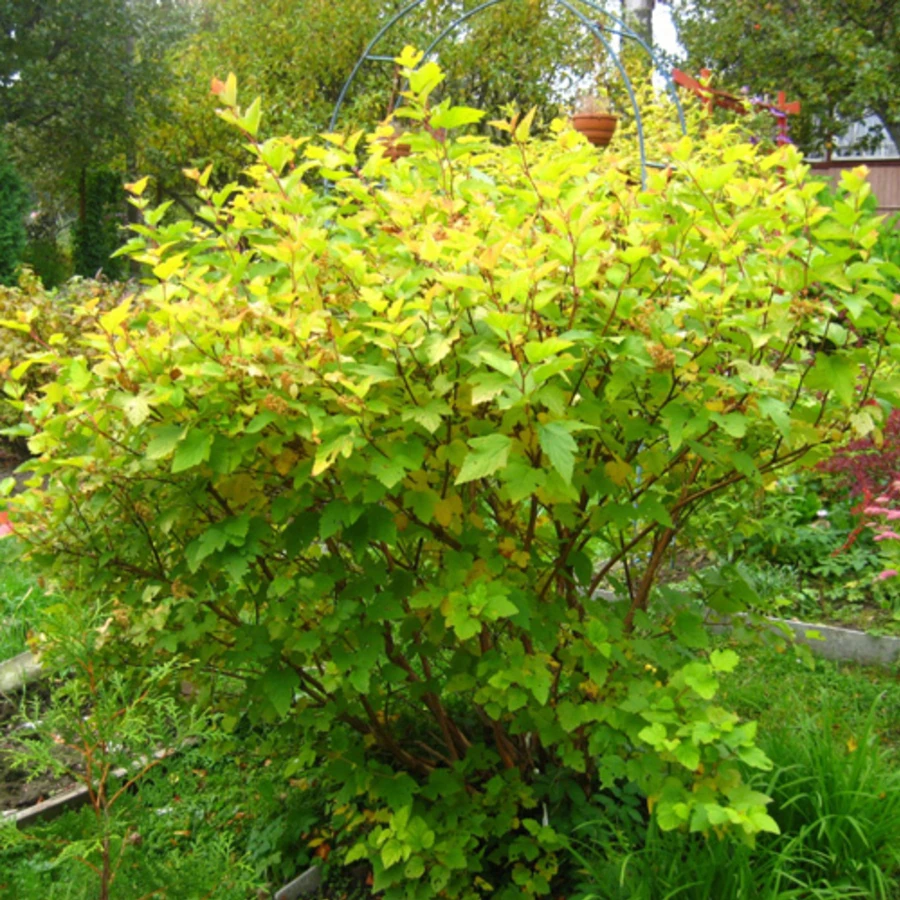 Пузыреплодник калинолистный "Лютеус" Physocarpus opulifolius 'Luteus'