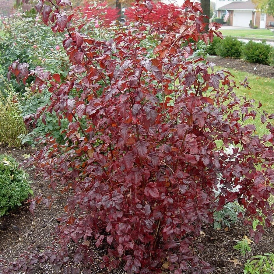 Пузыреплодник калинолистный "Литтл Девил" Physocarpus opulifolius 'Little Devil'