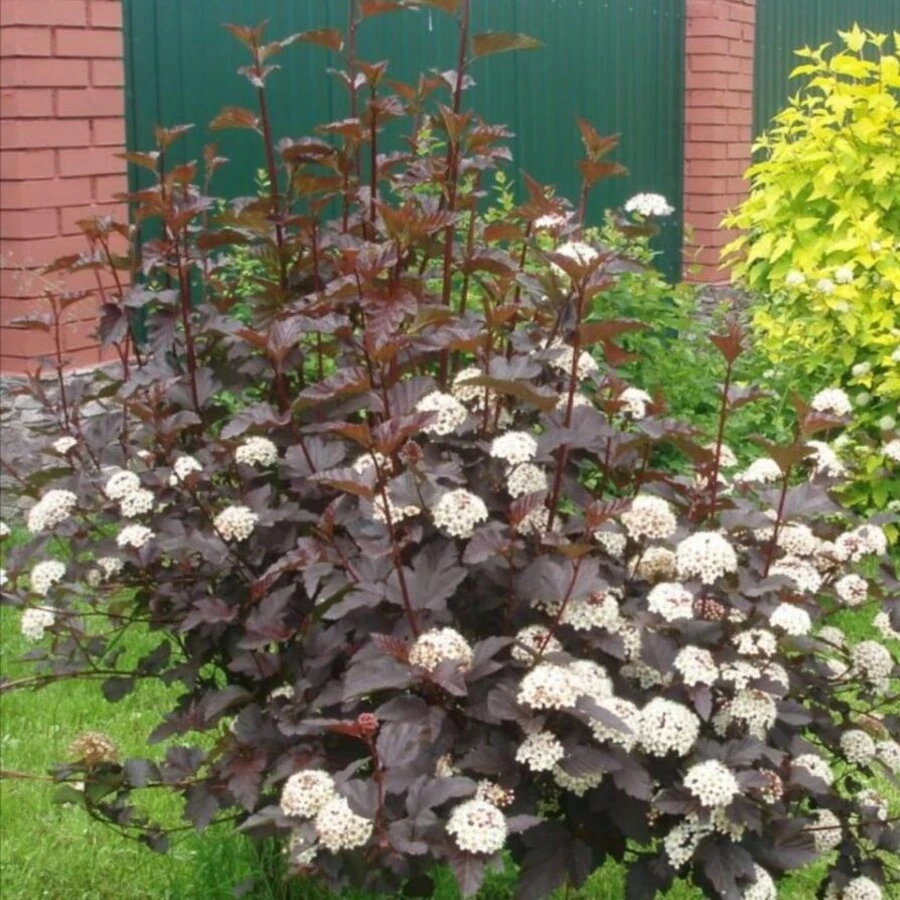 Пузыреплодник калинолистный "Диабло" Physocarpus opulifolius 'Diabolo'