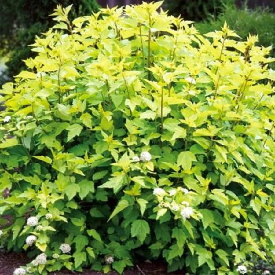 Пузыреплодник калинолистный "Дарт'с Голд" Physocarpus opulifolius 'Dart's Gold'