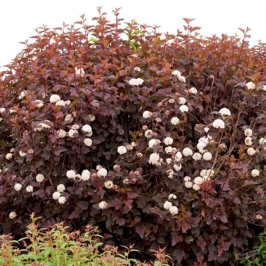 Пузыреплодник калинолистный "Андре" Physocarpus opulifolius 'Andre'