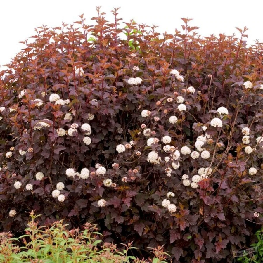 Пузыреплодник калинолистный "Андре" Physocarpus opulifolius 'Andre'
