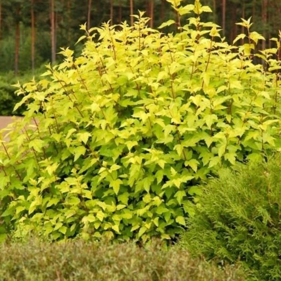 Пузыреплодник калинолистный "Ангел Голд" Physocarpus opulifolius 'Angel Gold'