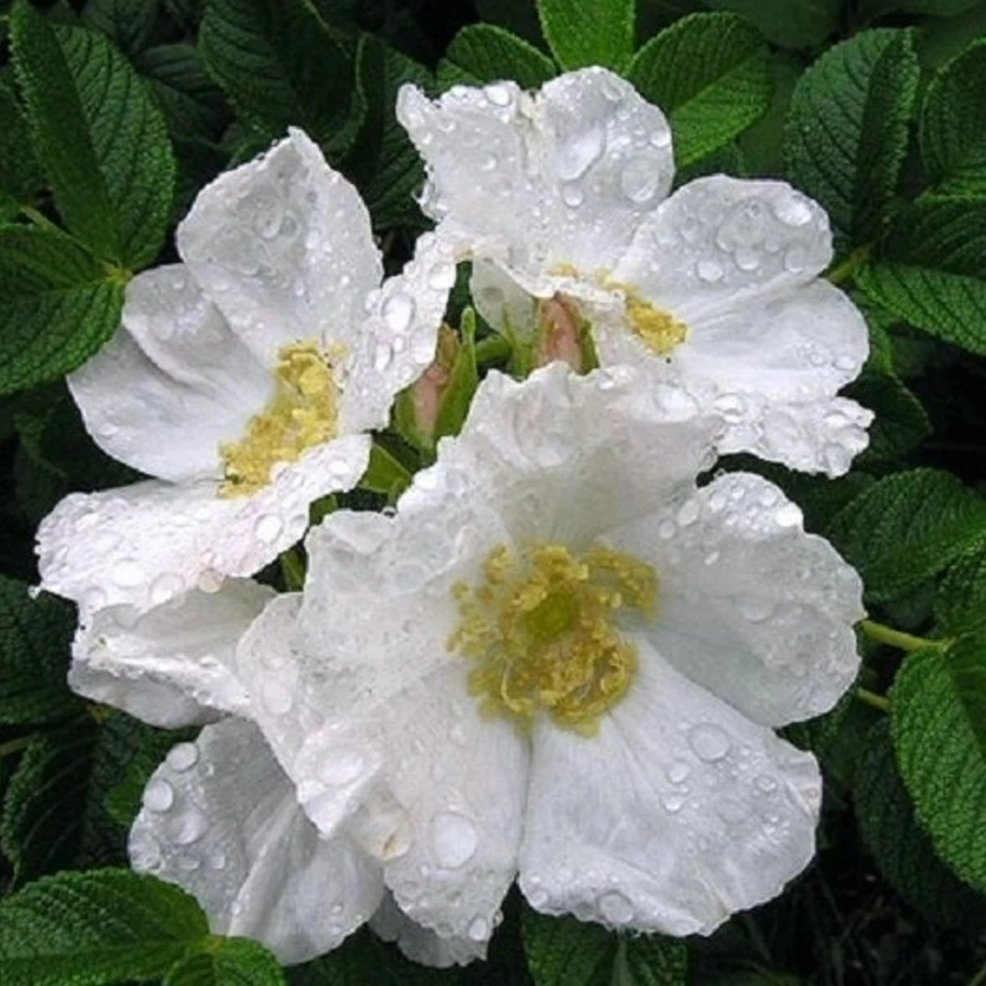 Роза ругоза ф. "Альба" Rosa rugosa 'Alba'