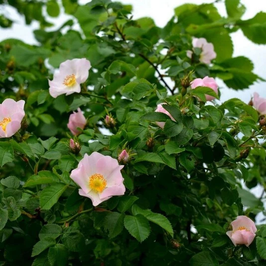 Шиповник "Титан" Rosa 'Titan'