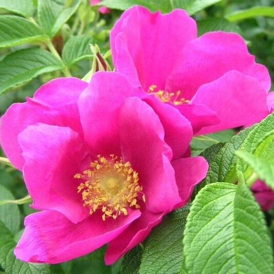 Роза ругоза "Рубра" Rosa rugosa 'Rubra'