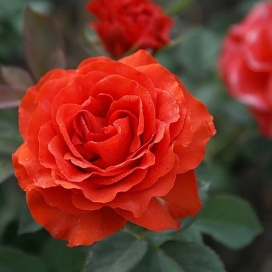 Роза "Эль Торо" Rosa 'El Toro'