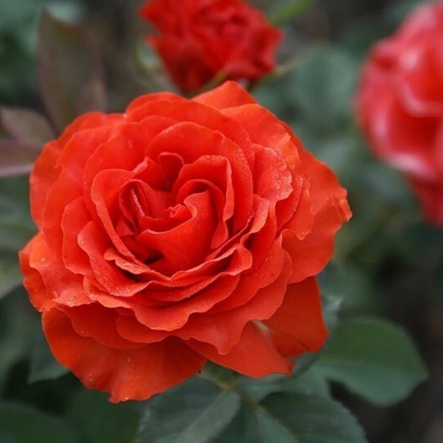 Роза "Эль Торо" Rosa 'El Toro'