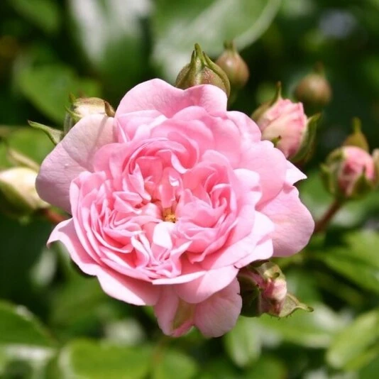 Роза "Фейри" Rosa 'The Fairy'