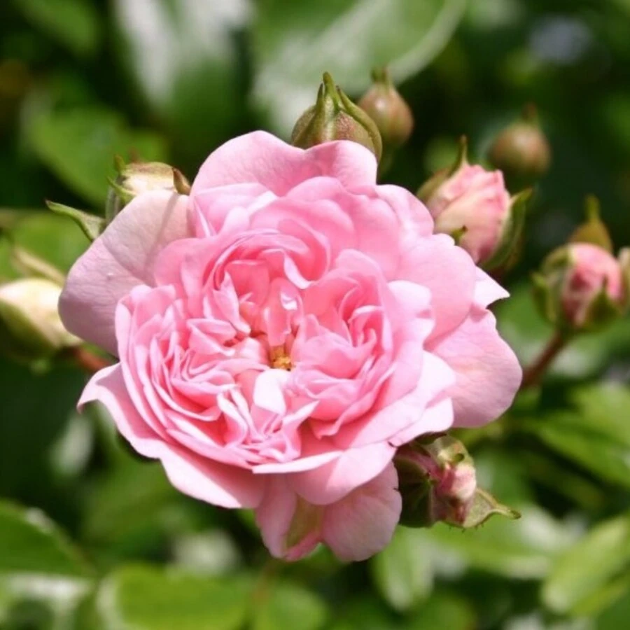 Роза "Фейри" Rosa 'The Fairy'