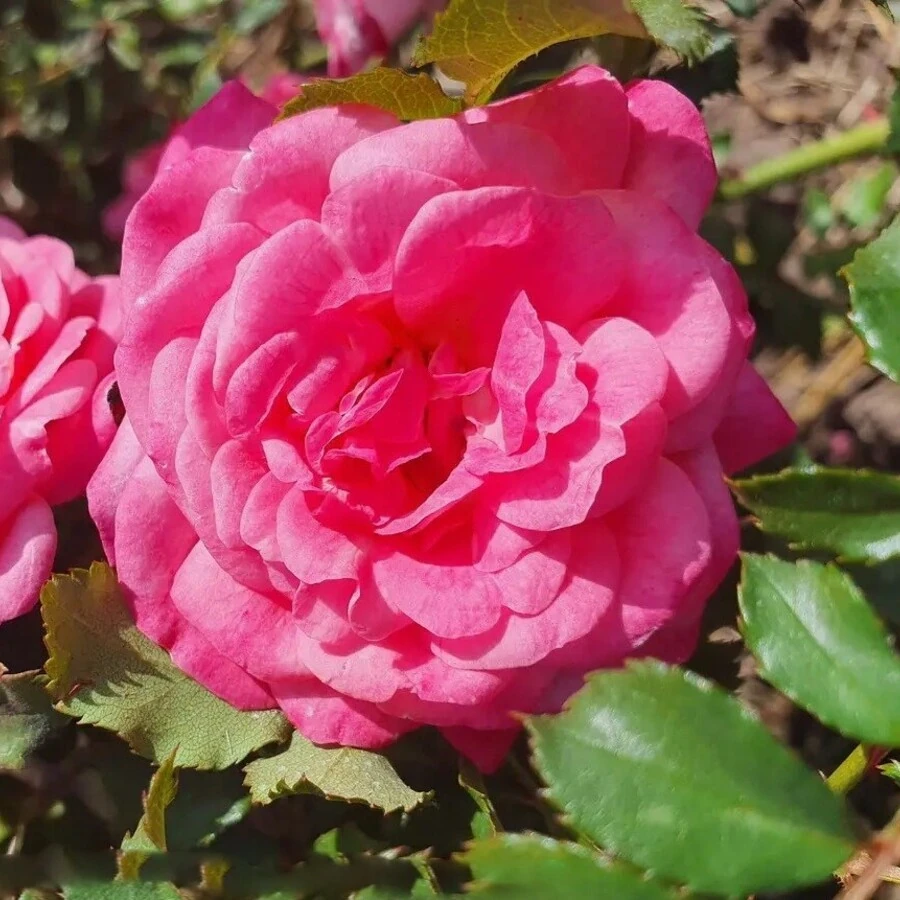 Роза "Свит Дрифт" Rosa "Sweet Drift"