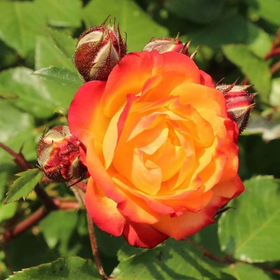 Роза "Румба" Rosa 'Rumba'