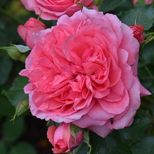 Роза "Розариум Ютерзен" Rosa "Rosarium Uetersen"
