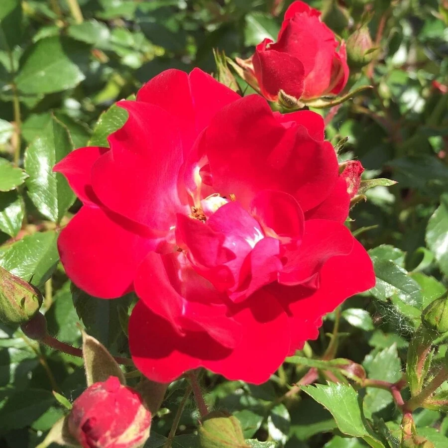 Роза "Ред Дрифт" Rosa 'Red Drift'