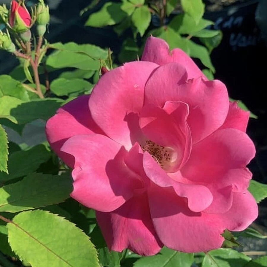 Роза "Пинк Нокаут" Rosa "Pink Knock Out"