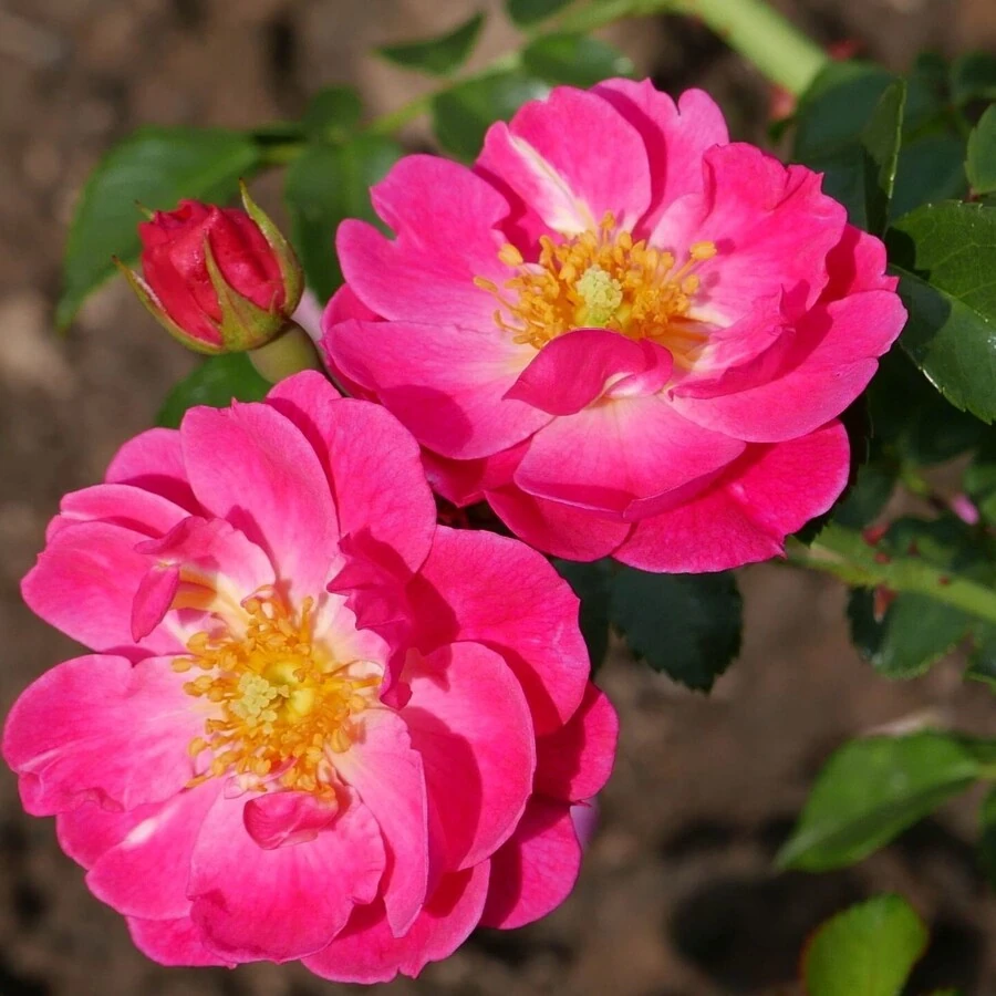 Роза "Мэджик Мейдиленд" Rosa 'Magic Meidiland' 