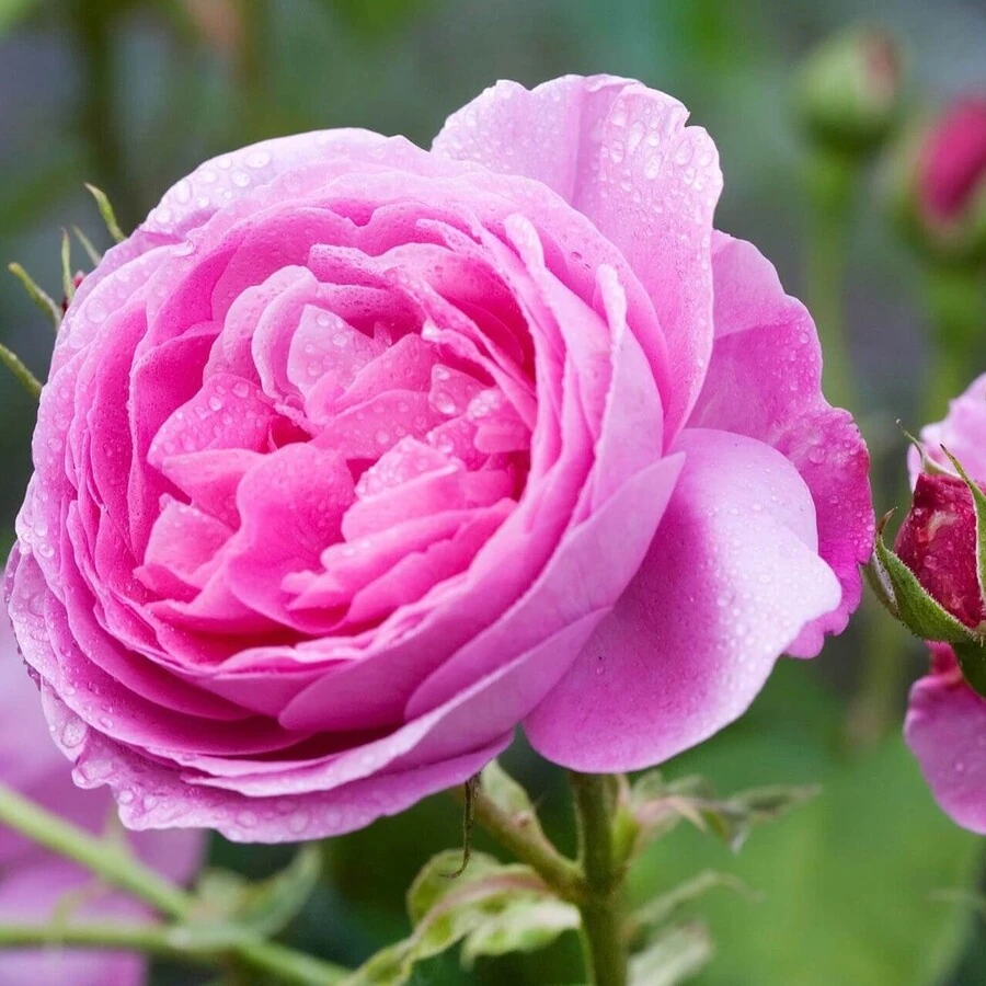 Роза "Луис Одиер" Rosa 'Louise Odier'