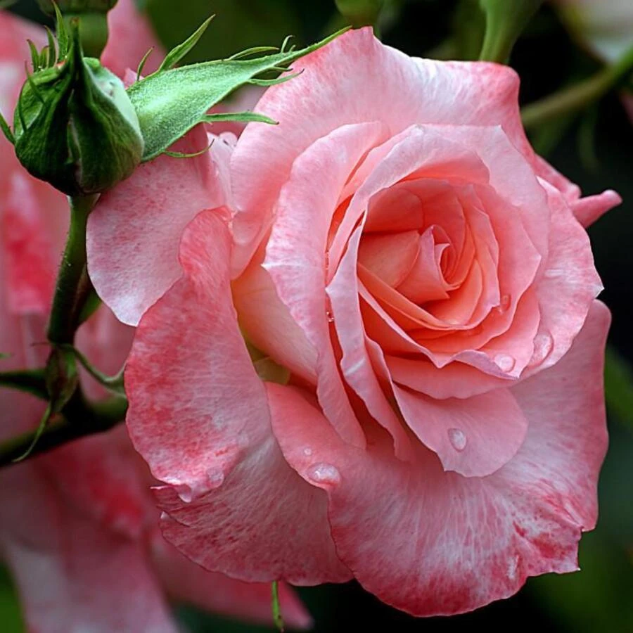 Роза "Ливерпуль эхо" Rosa "Liverpool Echo"