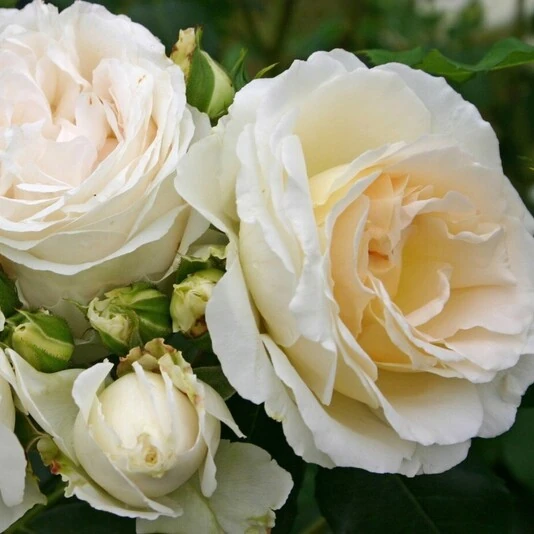 Роза "Космос" Rosa 'Cosmos'