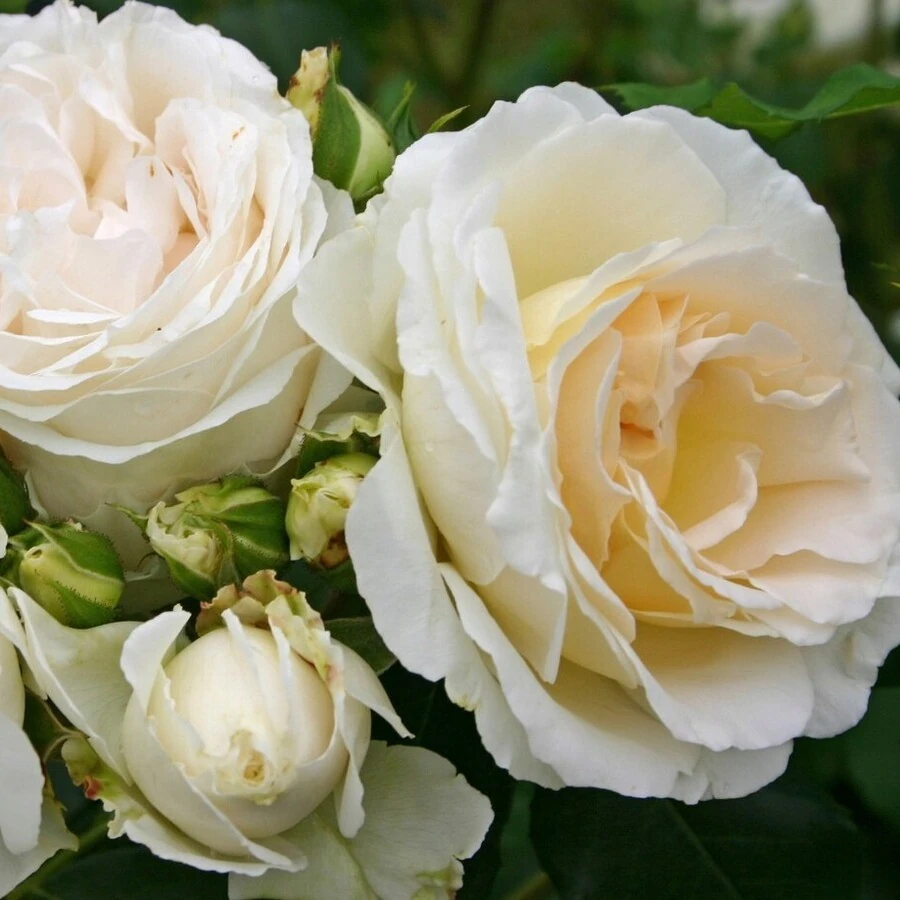 Роза "Космос" Rosa 'Cosmos'