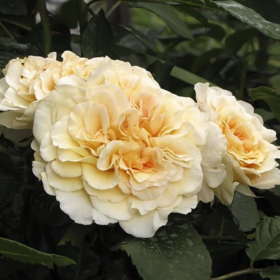 Роза "Комтэсса" Rosa "Comtessa"