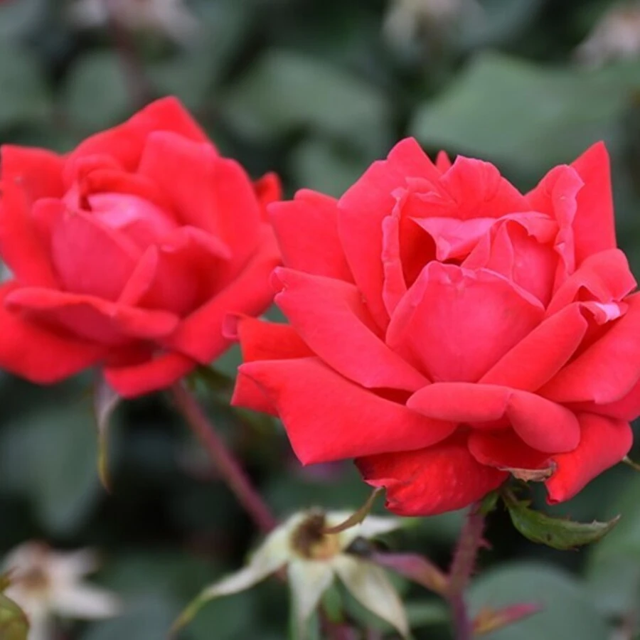 Роза "Дабл Нокаут" Rosa "Double Knock Out"