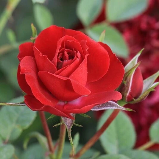 Роза "Бэби Баккара" Rosa "Baby Baccara"