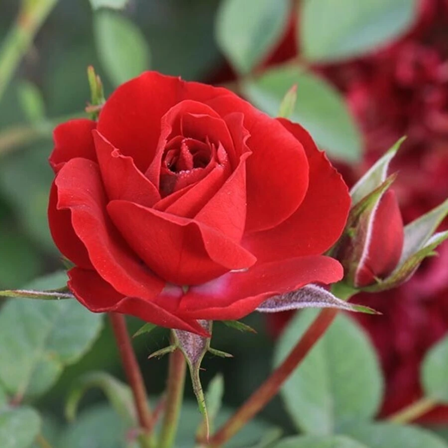 Роза "Бэби Баккара" Rosa "Baby Baccara"