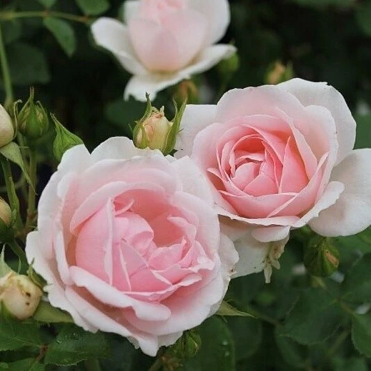 Роза "Баллада" Rosa "Ballade"