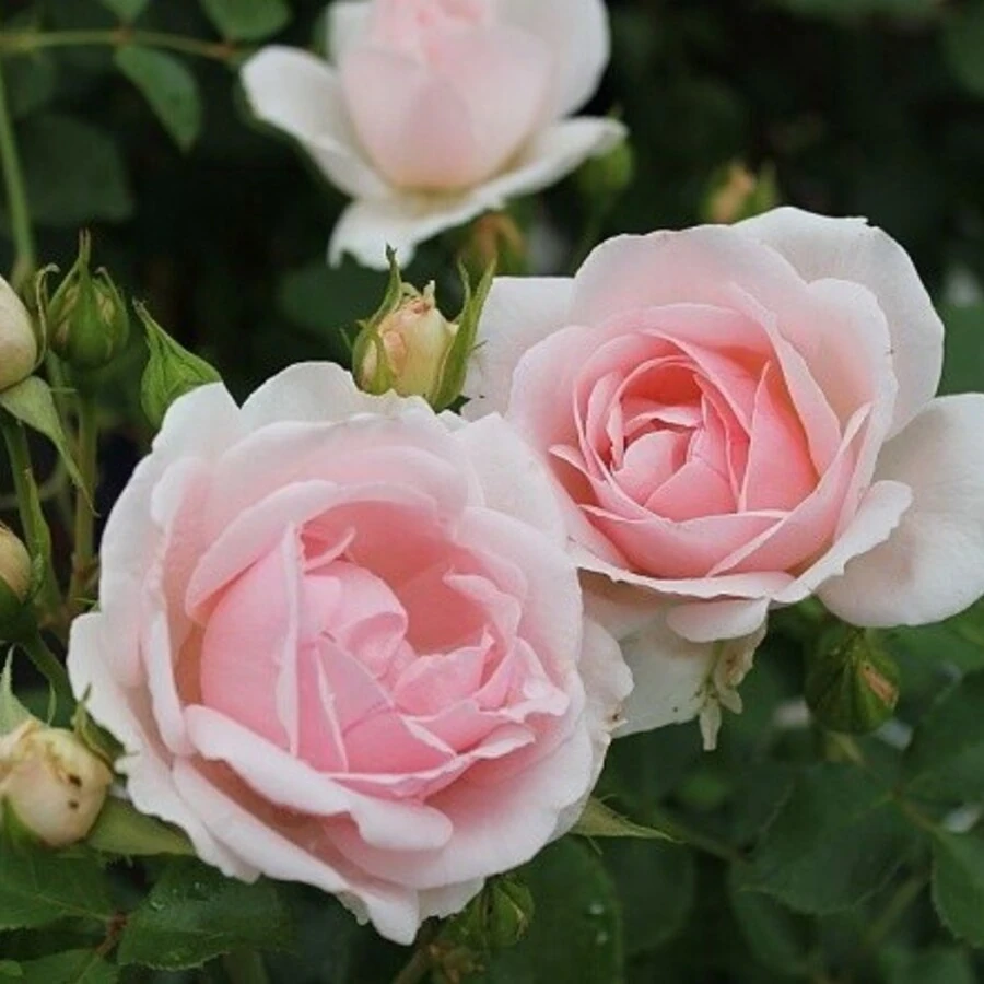 Роза "Баллада" Rosa "Ballade"