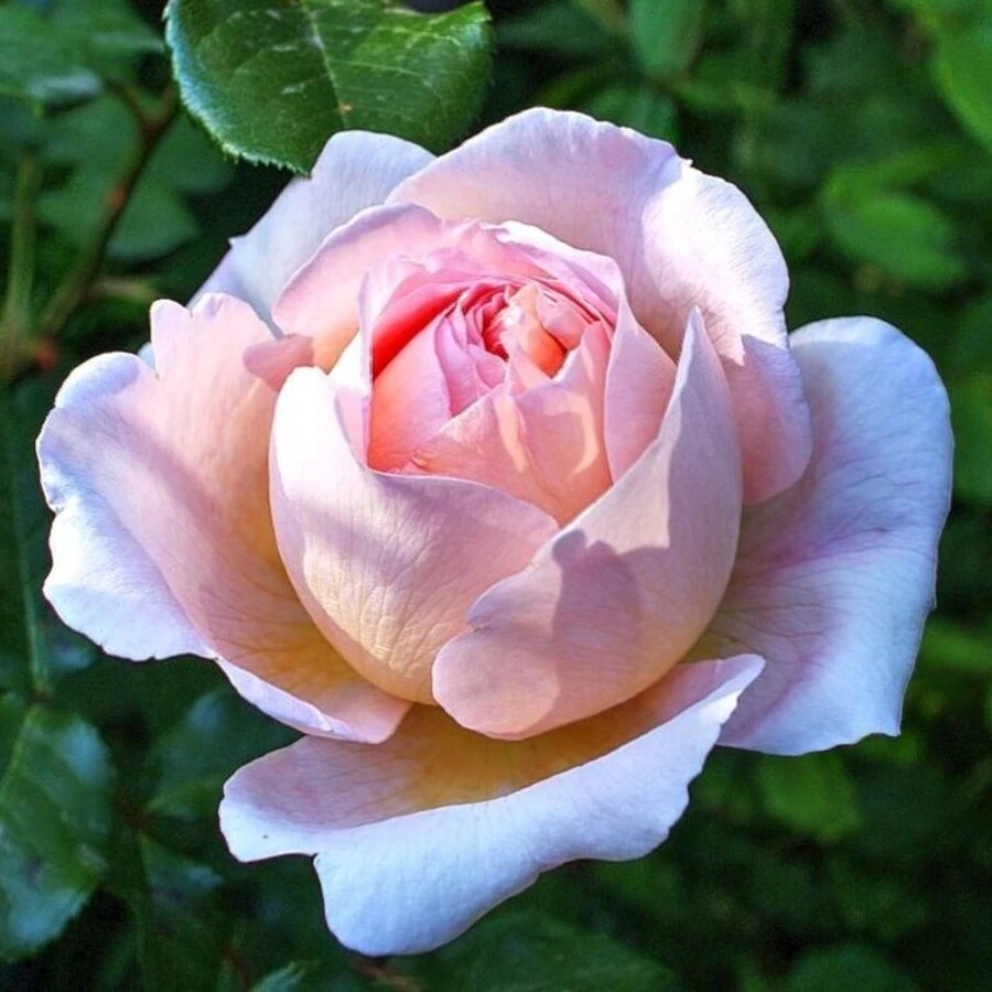 Роза "Александр Пушкин" Rosa "Alexander Pouchkine"