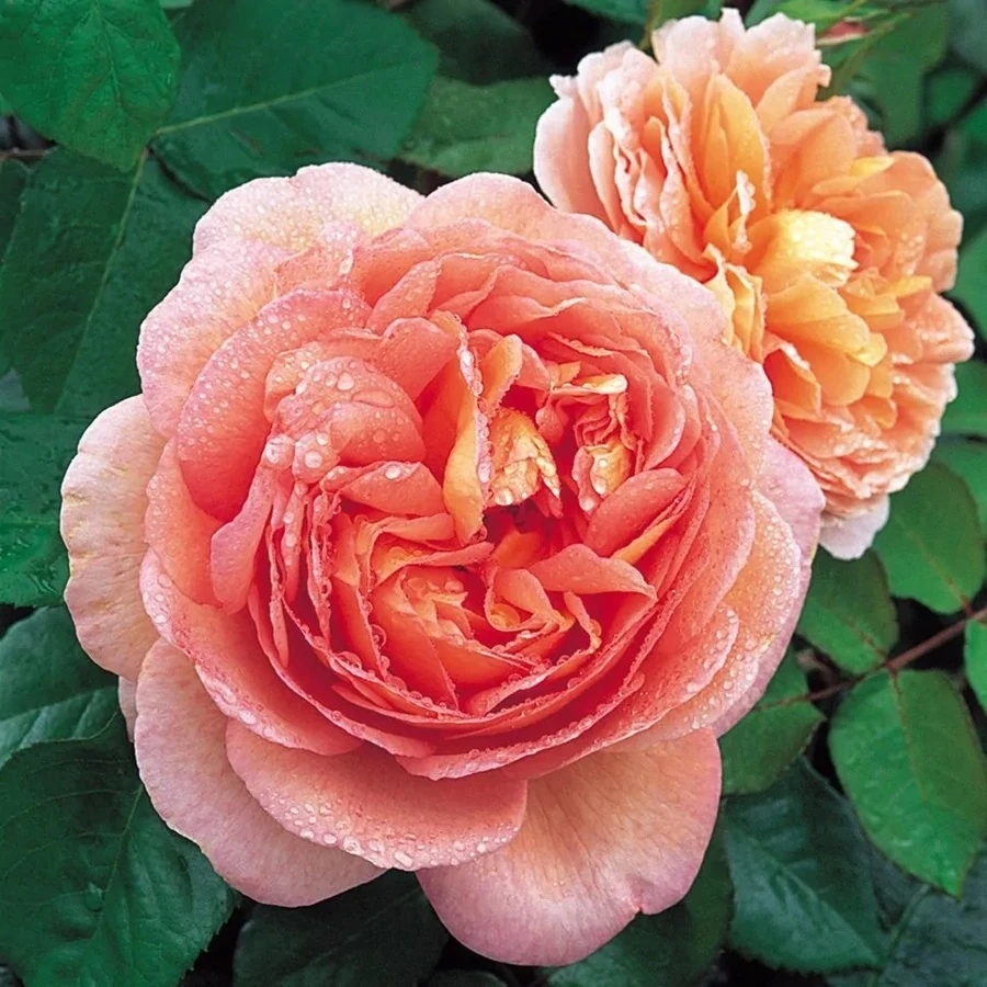 Роза "Абрахам Дерби" Rosa 'Abraham Darby'